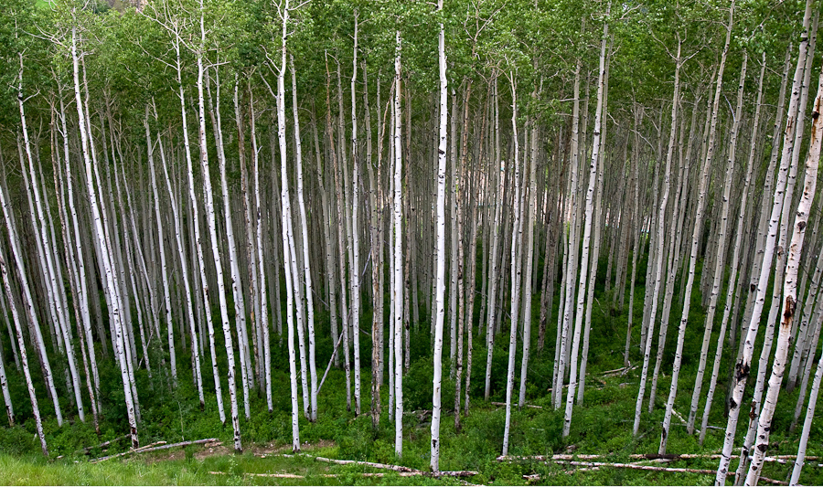 aspens