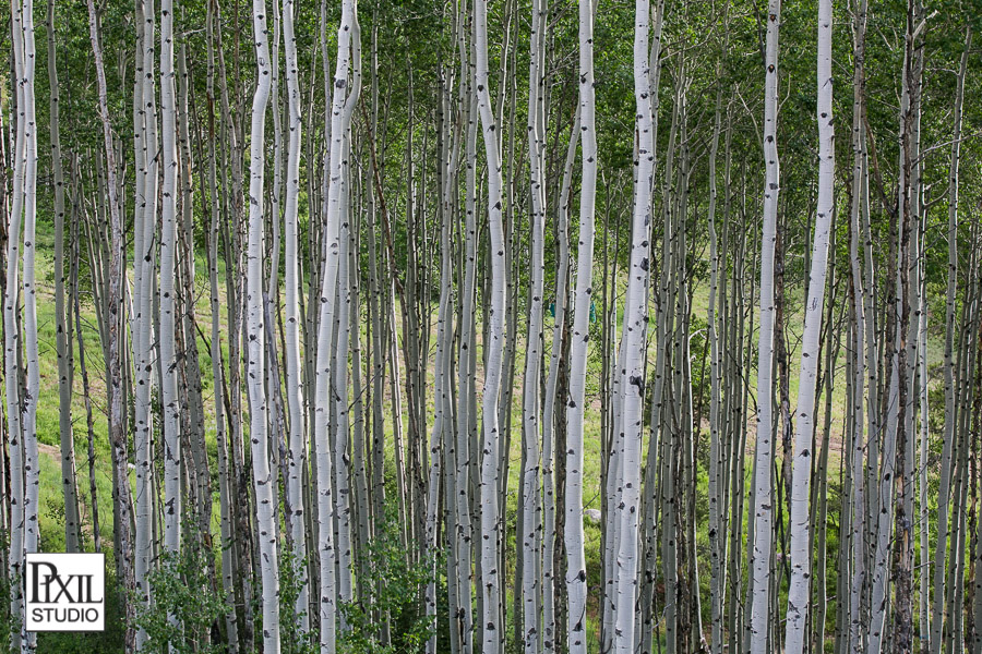Allies Cabin wedding photographer