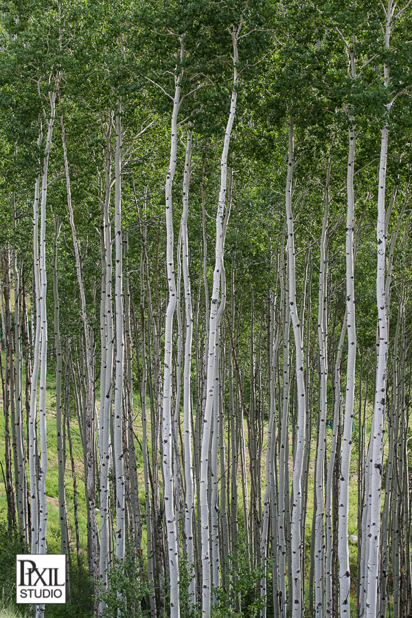 Allies Cabin wedding photographer
