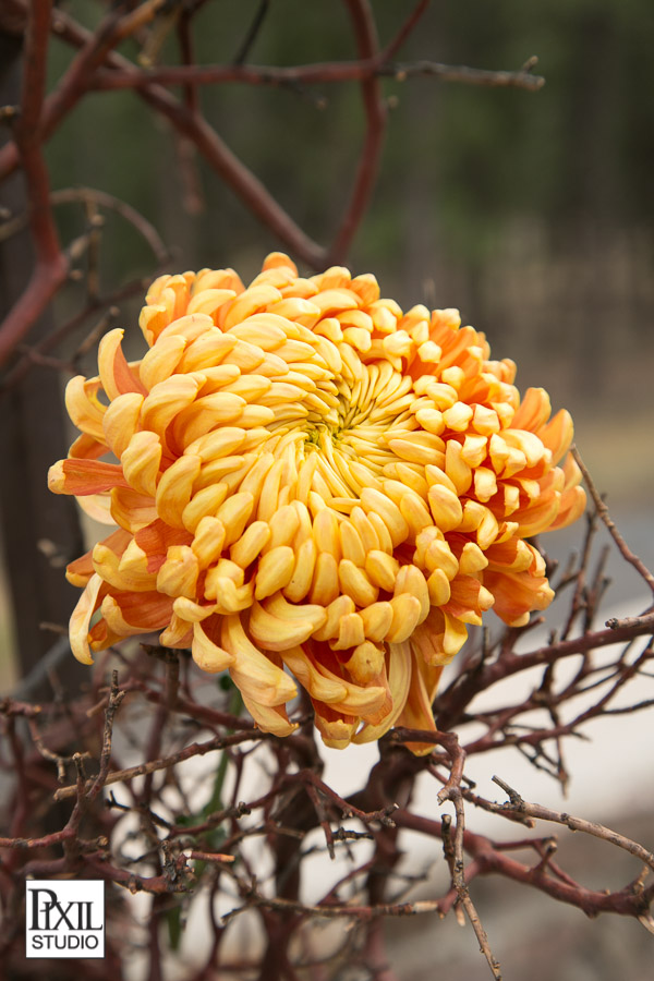 Boettcher Mansion Wedding Photography 