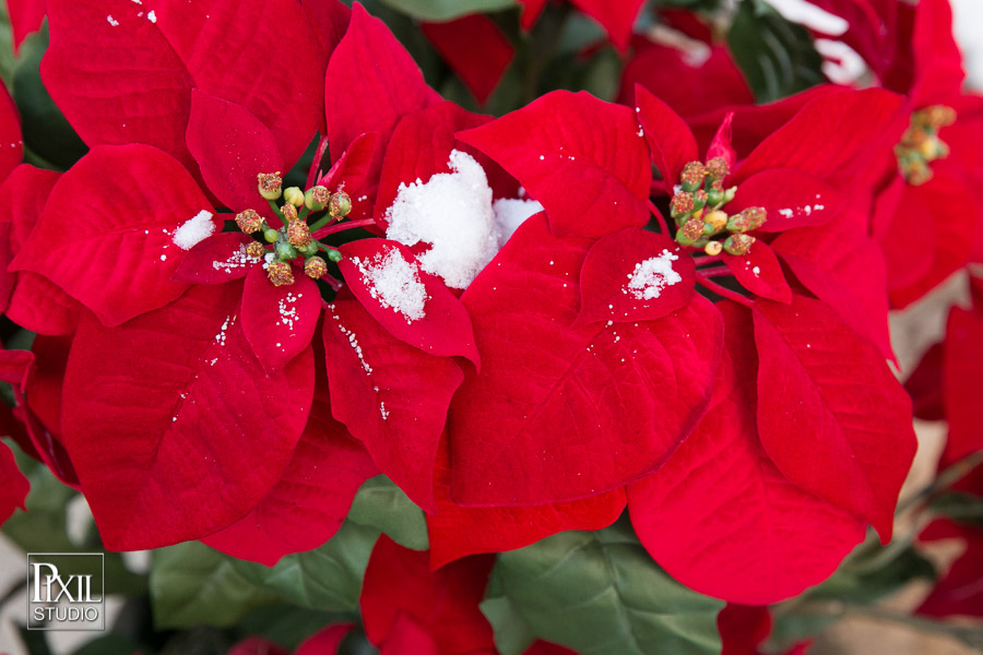 Pixil studio wedding photography